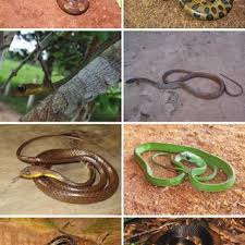 Pdf Serpentes Do Estado De Rondonia Brasil Сильвестр сталлоне, бриджит нильсен, рени сантони и др. pdf serpentes do estado de rondonia