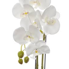 A luxury range of silk, artificial and faux flowers that even feel like t. Phalaenopsis Orchid Potted Real Touch 7 Flowers White 65cm