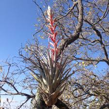 Check spelling or type a new query. Epiphyte Wikipedia