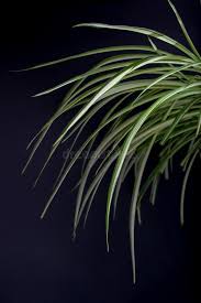 Image result for Chlorophytum sparsiflorum
