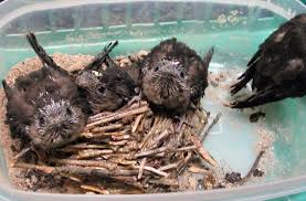 The most obvious access point if you have bats in your chimney is going to be the top, but you're going to need to inspect your house for any cracks or holes 1/2 inch or larger. Chimney Swifts As Neighbors The Wildlife Center Of Virginia