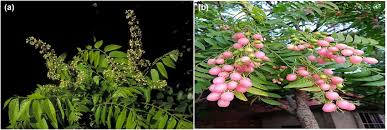 Image result for Clausena