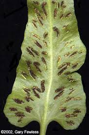 Image result for Asplenium goetzei