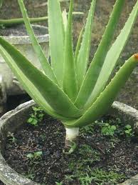 Mengenal 5 Tanaman Hias Yang Ampuh Menyerap Polusi Udara Plants Aloe Vera Garden