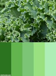 Kale Garden Maui Hawaii Sue Salisbury Color Palette Maui Hawaii Garden Color