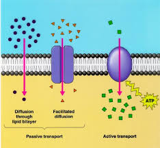 Semoneapbiofinalexamreview F Transport 8 Biology Classroom Biology Biology Teacher