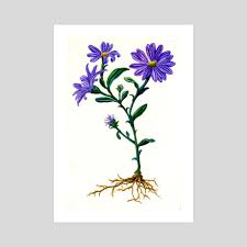 Redouté was considered one of the greatest botanical illustrators of all time. Purple Asters Botanical Illustration An Art Print By Erin Ruffino Inprnt
