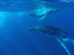 Wenn du willst komm doch auch ganz alleine und genieße einfach nur die natur. Yachtcharter Tonga Yacht Mieten Tonga