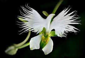 Lotte Leicht On Twitter Strange Flowers Unusual Flowers Orchid Seeds