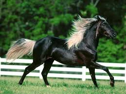 Black Horse Blonde Hair Wallpaper Animals Desktops And Stock Photos Most Beautiful Horses Horses Horse Wallpaper