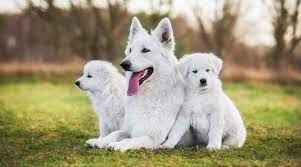 Many of these small white dogs are intelligent, get along well with kids, and — for the clean freaks in the mix — don't shed too much. White Dog Breeds 31 Big Small Pups With Short Or Fluffy Coats