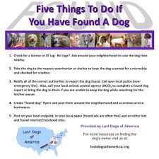 Pin On If You Find A Lost Dog