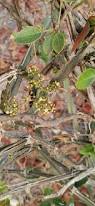 Image result for Cissus quadrangularis