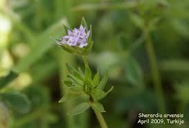 Image result for Spermacoce princeae