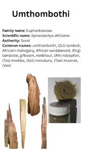 Image result for Spirostachys africana