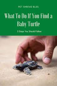 What To Do If You Find A Baby Turtle 3 Steps You Should Follow Baby Turtles Turtle Turtle Care
