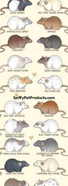 Rat Colors Markings Chart To Help You Identify Your Furry Little Pets Pet Rat Cages Rat Cage Pet Rats