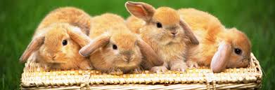 Find and download bunnies wallpapers wallpapers, total 27 desktop background. 30 Free Heartwarming Rabbit Wallpapers Naldz Graphics