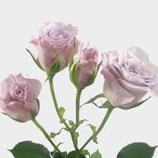 Maybe you would like to learn more about one of these? Spray Rose Lavender Wholesale Blooms By The Box