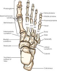 Dog leg bones diagram wiring schematic diagram www. Lower Limb Radiology Key