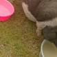 Petting Zoo at Las Cruces Outdoor Expo!