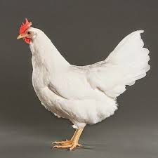 Ayam Minorca Ayam Betina Ternak Ayam Ayam