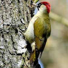 Oiseaux Du Ciel Pic Vert Oiseaux Du Ciel Oiseaux Oiseaux Des Jardins