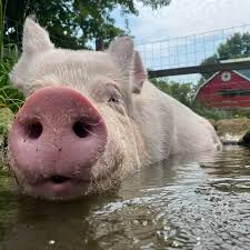 Esther the Wonder Pig's dads