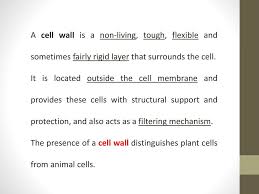 It consists of thick polysaccharides comprising structure proximately surrounding the plasma membrane. Cell Wall And It S Function Ppt Download