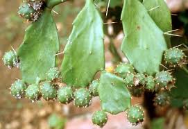 Image result for Hilleria latifolia