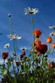 Calendula Offinialis Calendula Flowers Delivered Flower Seeds