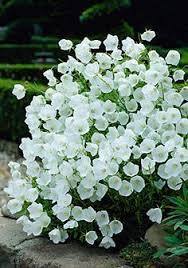 Whether you've got a wide open sky to work with or that big tree is keeping the yard. 371 White Garden Flowers Ideas In 2021 White Gardens Flowers Flower Garden
