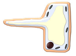 Uptake of water by root (hair) or movement from cell to cell within plant. Root Hair Cell Key Stage Wiki