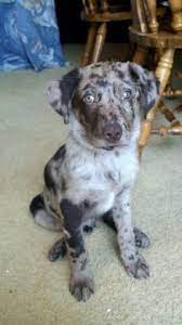 26 Ideeen Over Aussiedor In 2021 Honden Gehaakte Bolero Patroon Zomerse Patronen