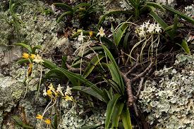 Image result for Rangaeris