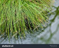 Image result for Isolepis