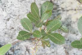 Image result for Searsia rogersii