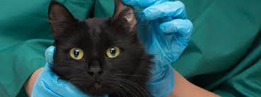 If your cat has been scratching its ear a lot or you notice a ear mites are very small insects that can live inside your cat's ear. Cat Ear Infections Causes And Symptoms Purina