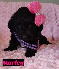 Close to gainesville, jacksonville, tallahassee, and georgia. Marley Mini Goldendoodle Florida Miniature Goldendoodle Puppies Mini Goldendoodle Goldendoodle Puppy