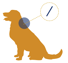 Registering your pet's microchip links (you), the pet parent, to your pet and ensures that you can be how does pet microchipping work? How It Works Bc Pet Registry