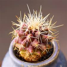 The golden barrel cactus is one of our most sought after and popular varieties of cacti. Golden Barrel Cactus Echinocactus Grusonii Hildm Esucculent