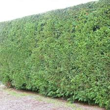 Cost, not as sturdy as more permanent shelters, may not provide adequate protection from predators because of the materials used and large door openings. Western Red Cedar Hedge Plants Cedar Hedge Hedge Plants Western Red Cedar