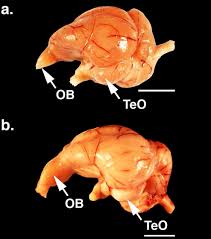 Chicken liver is a type of organ meat or offal. Scientists In Awe Of Huge Olfactory Bulb Found In Turkey Vulture Brain Smithsonian Insider