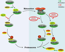 Beginning curb return (surveying/civil engineering) bcr: Regulatory Molecules And Corresponding Processes Of Bcr Abl Protein Degradation