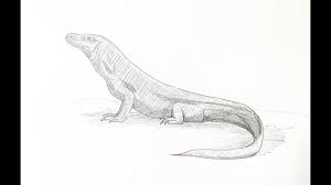 How To Draw A Komodo Dragon Dragon Pictures Komodo Dragon Profile Drawing