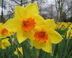 Daffodils In Oriya Whatiscalled Com