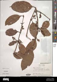 Image result for Strychnos lucens