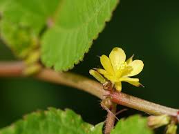 Image result for Corchorus schimperi