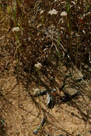 Image result for Polycarpaea corymbosa