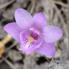 Image result for Polystachya dendrobiiflora